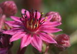Cobweb Houseleek